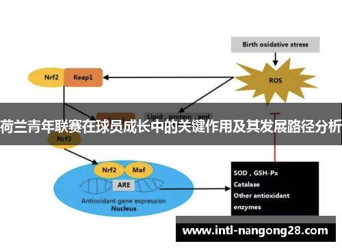 荷兰青年联赛在球员成长中的关键作用及其发展路径分析